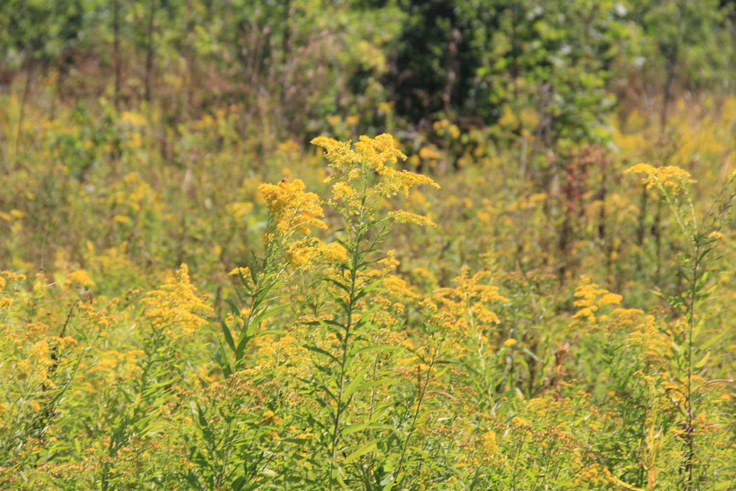 Calumet River Trail Hike 